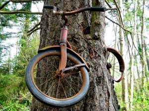 bike-in-tree-vashon-island
